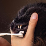 猫咪牙齿居家护理