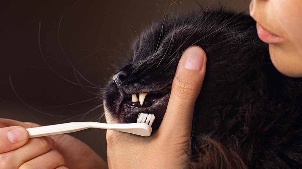 猫咪牙齿居家护理