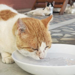 猫咪冬天不爱喝水有原因，4方法刺激多饮水