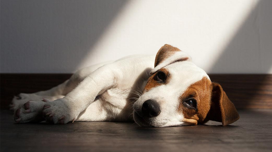 狗狗也会有“冬季忧郁”吗？