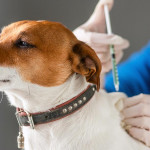 做个懂饲养法规的毛拔妈，责任担当第一名