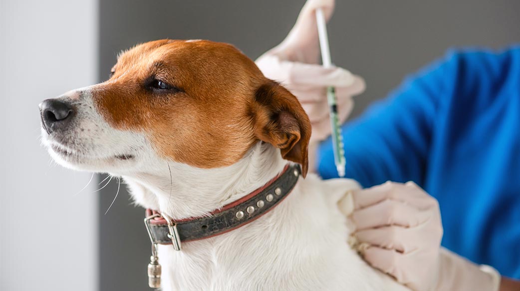 做个懂饲养法规的毛拔妈，责任担当第一名