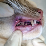 如何判断猫咪是否有牙痛问题？