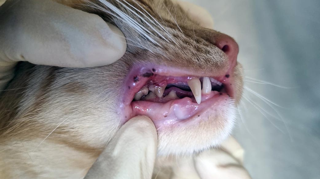 如何判断猫咪是否有牙痛问题？