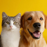 年轻世代与健康科技引领宠物产业新商机