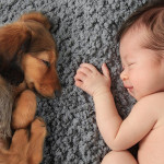 如何让毛孩顺利接纳新生儿？