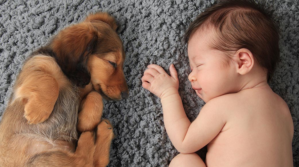 如何让毛孩顺利接纳新生儿？