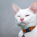 毛孩糖尿病照护指南