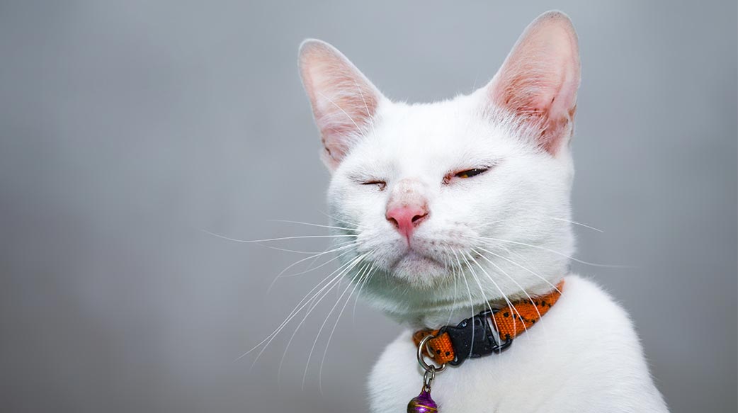 毛孩糖尿病照护指南