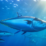 珍稀蓝鳍鲔鱼240万美金成交