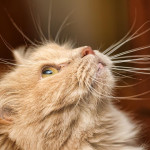 静电又来了！毛小孩去除“啪滋”有方法