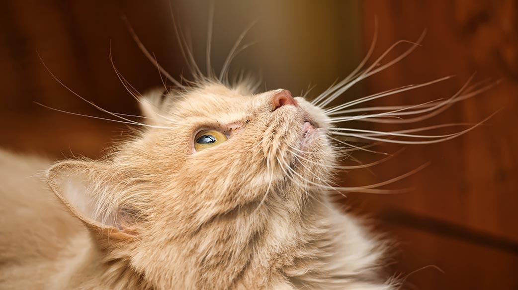 静电又来了！毛小孩去除“啪滋”有方法