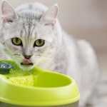 猫咪洁牙水有用吗？