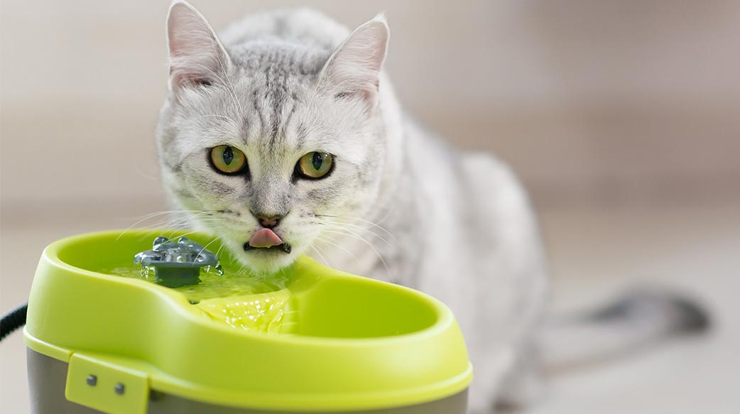 猫咪洁牙水有用吗？