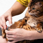 加州2026年起禁止饲主帮猫咪除爪