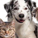 2026 宠物公关新战略