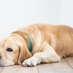 狗狗肥胖成因、健康风险到兽医咨询指南