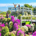 走進田尾花鄉 看花開、聞花香 讀懂植物與生命的心意