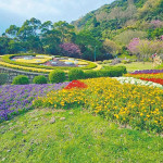 連假到陽明山走春 櫻花雲霧間向山舉目讚美造物主