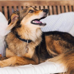 狗狗究竟能记住多少事？