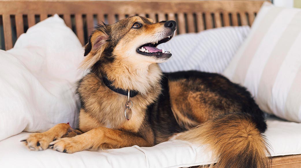 狗狗究竟能记住多少事？