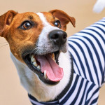 养狗真的能延年益寿吗？