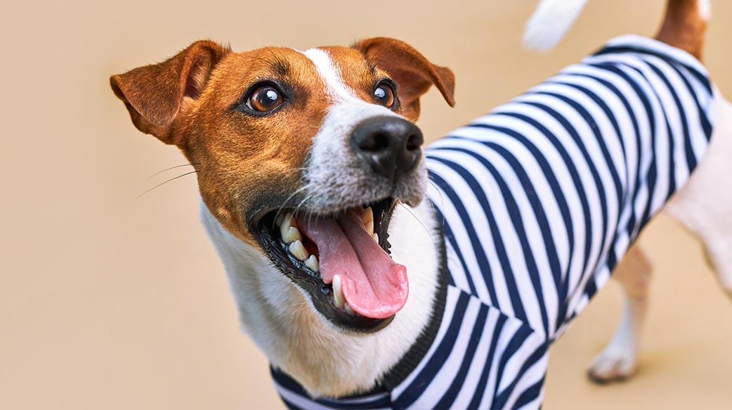 养狗真的能延年益寿吗？