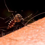 屈公病是病媒蚊叮咬的疫情 小心可能留下长期关节疼痛