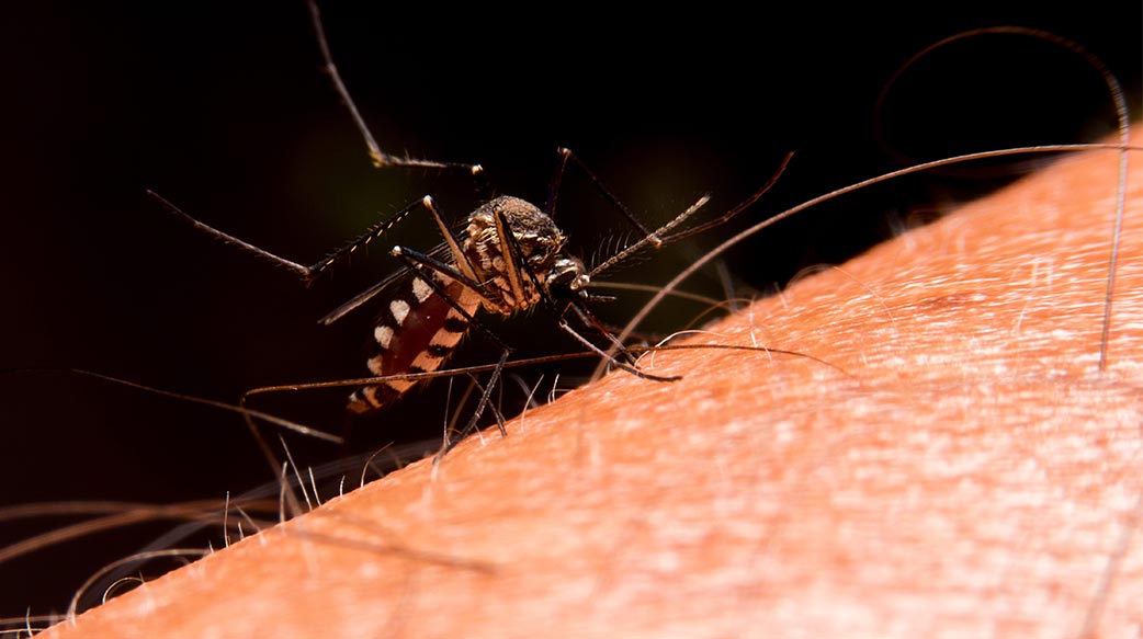 屈公病是病媒蚊叮咬的疫情 小心可能留下长期关节疼痛