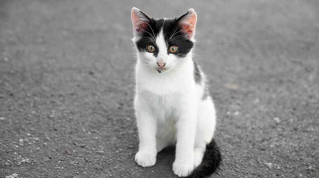 猫咪何时才不算幼猫？