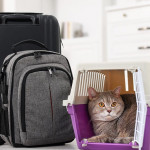 带著爱猫一同旅行