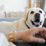 即使经济低迷，宠物消费依然逆势飙升