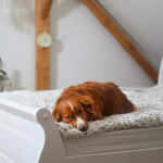 为什么狗狗睡前总爱在床上抓挖？