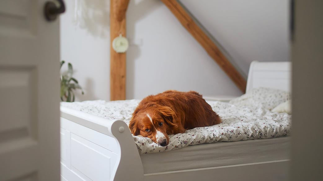 为什么狗狗睡前总爱在床上抓挖？