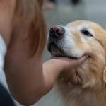 AI寻宠奇迹，让“失踪毛孩”1分钟认脸回家！