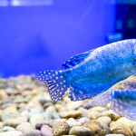 欧洲水族宠物市场