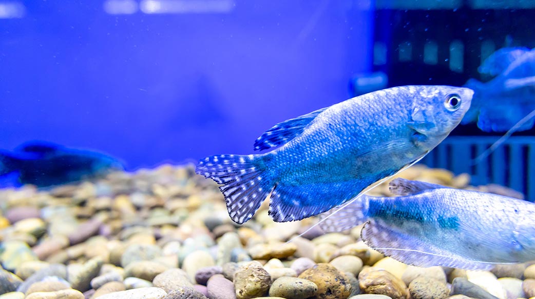 欧洲水族宠物市场