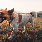 动容的狗儿回家记—假的!!