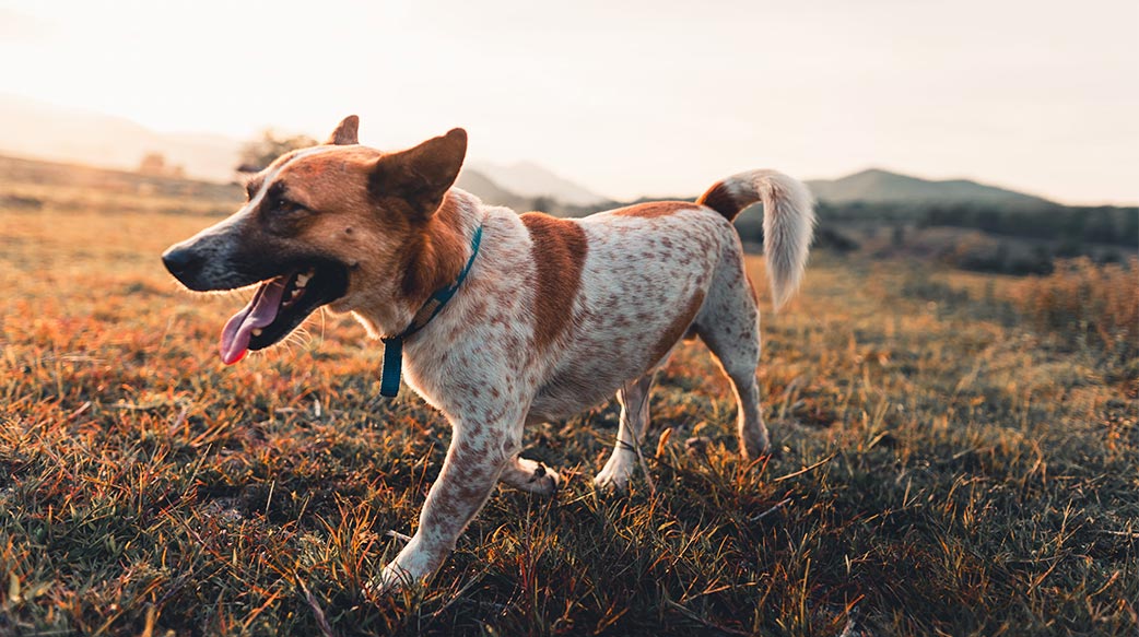 动容的狗儿回家记—假的!!