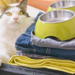 猫咪出游物品清单与安抚指南