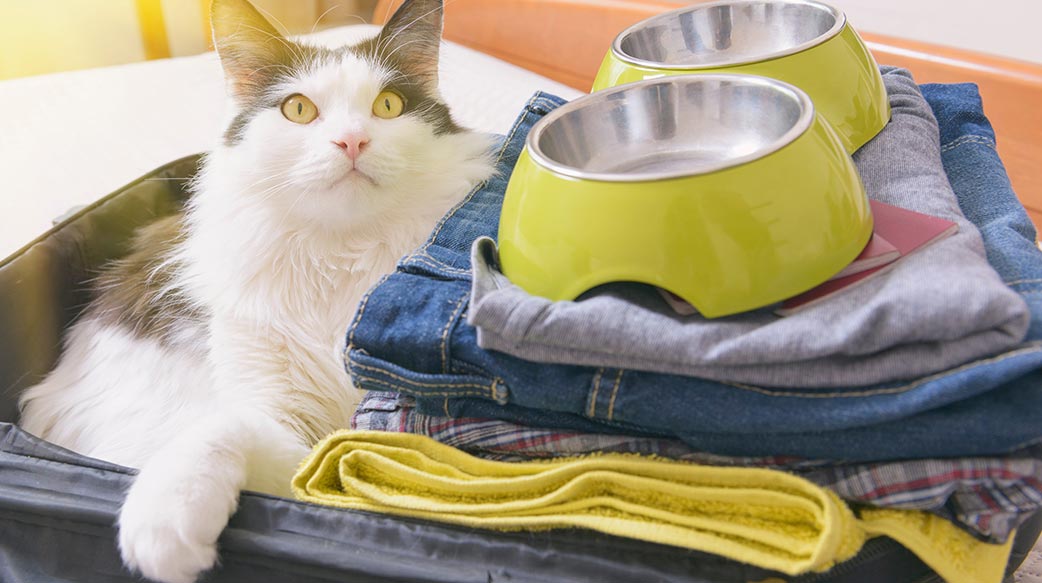 猫咪出游物品清单与安抚指南