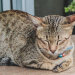 宠物市场新趋势：中价位兴起与过度高端化警讯