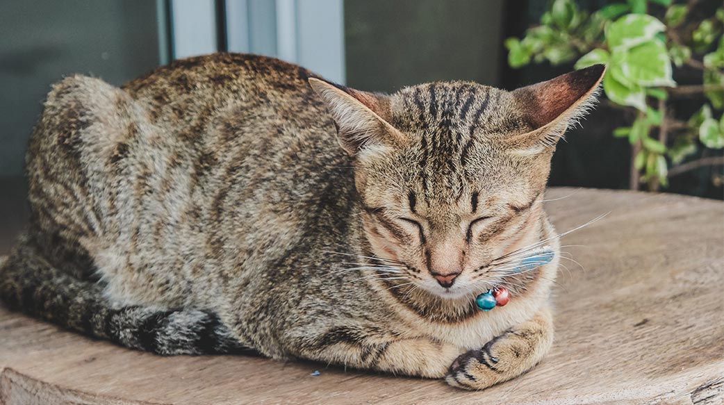 宠物市场新趋势：中价位兴起与过度高端化警讯