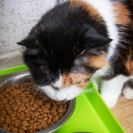 何时该将幼猫饲料转换为成猫饲料？