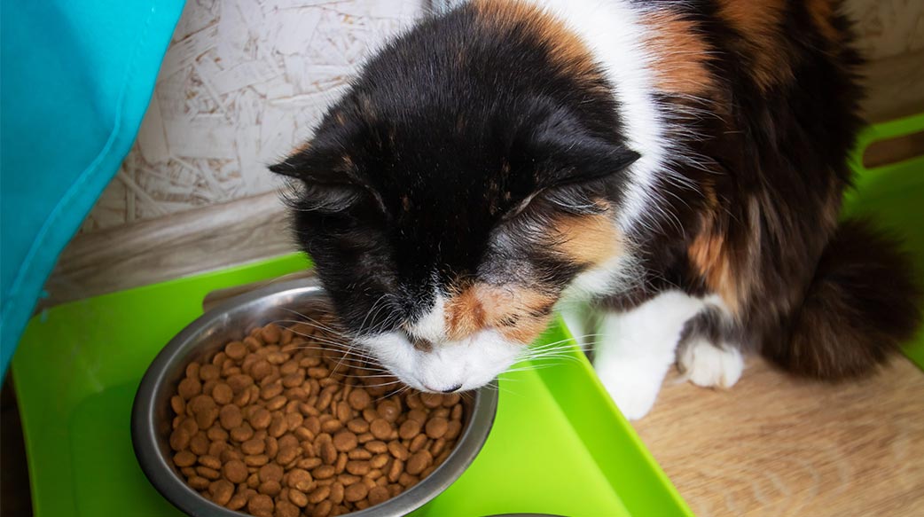 何时该将幼猫饲料转换为成猫饲料？