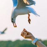 耐心摸清鸟脾气搞定鸟食，鸟儿会亲近你