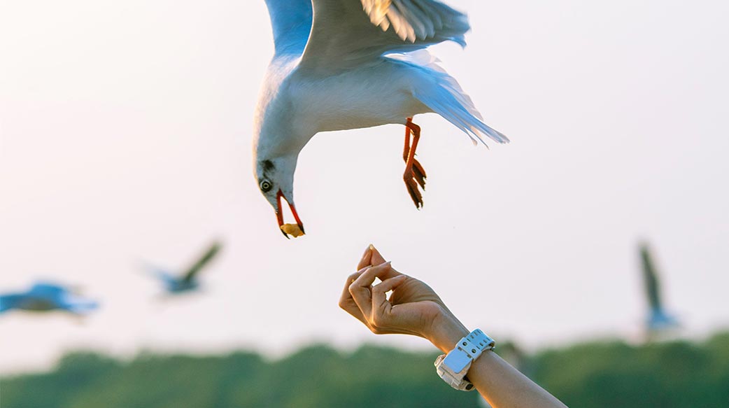 耐心摸清鸟脾气搞定鸟食，鸟儿会亲近你