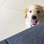 狗狗电视节目正蓬勃发展 但它们真的会看吗？