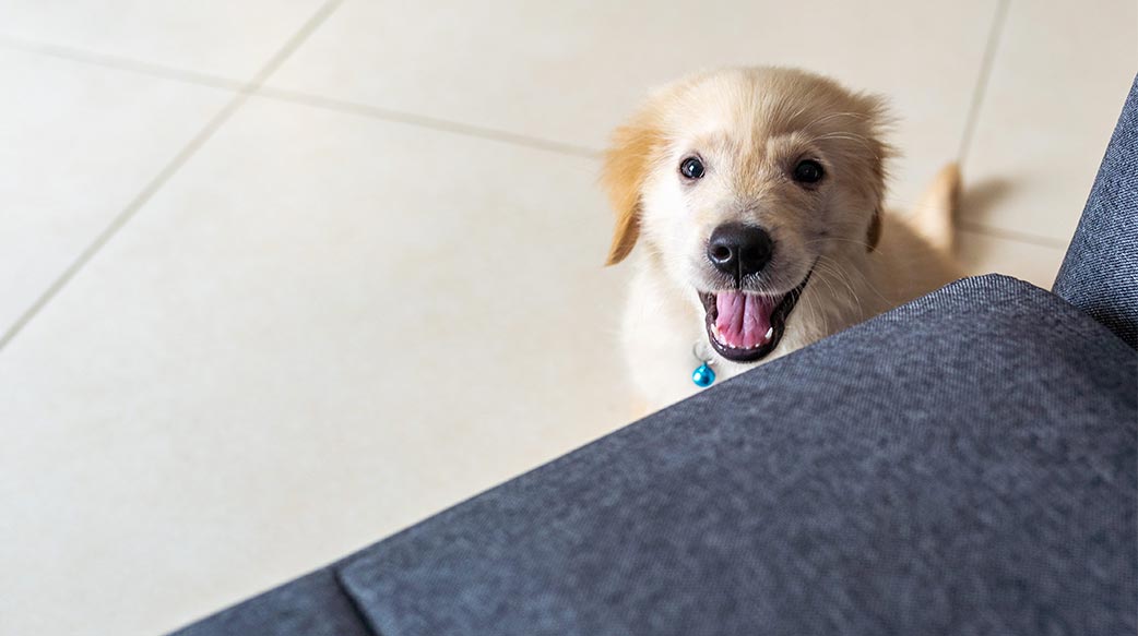 狗狗电视节目正蓬勃发展 但它们真的会看吗？