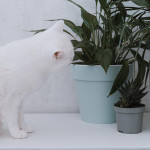五大撇步打造猫咪与植物共存的安全空间